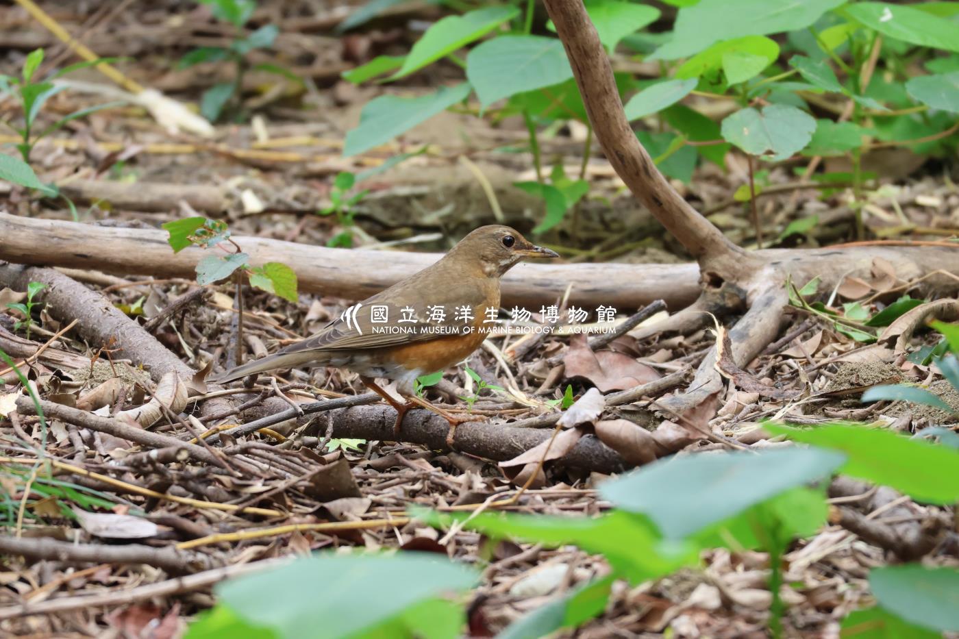 赤腹鶇