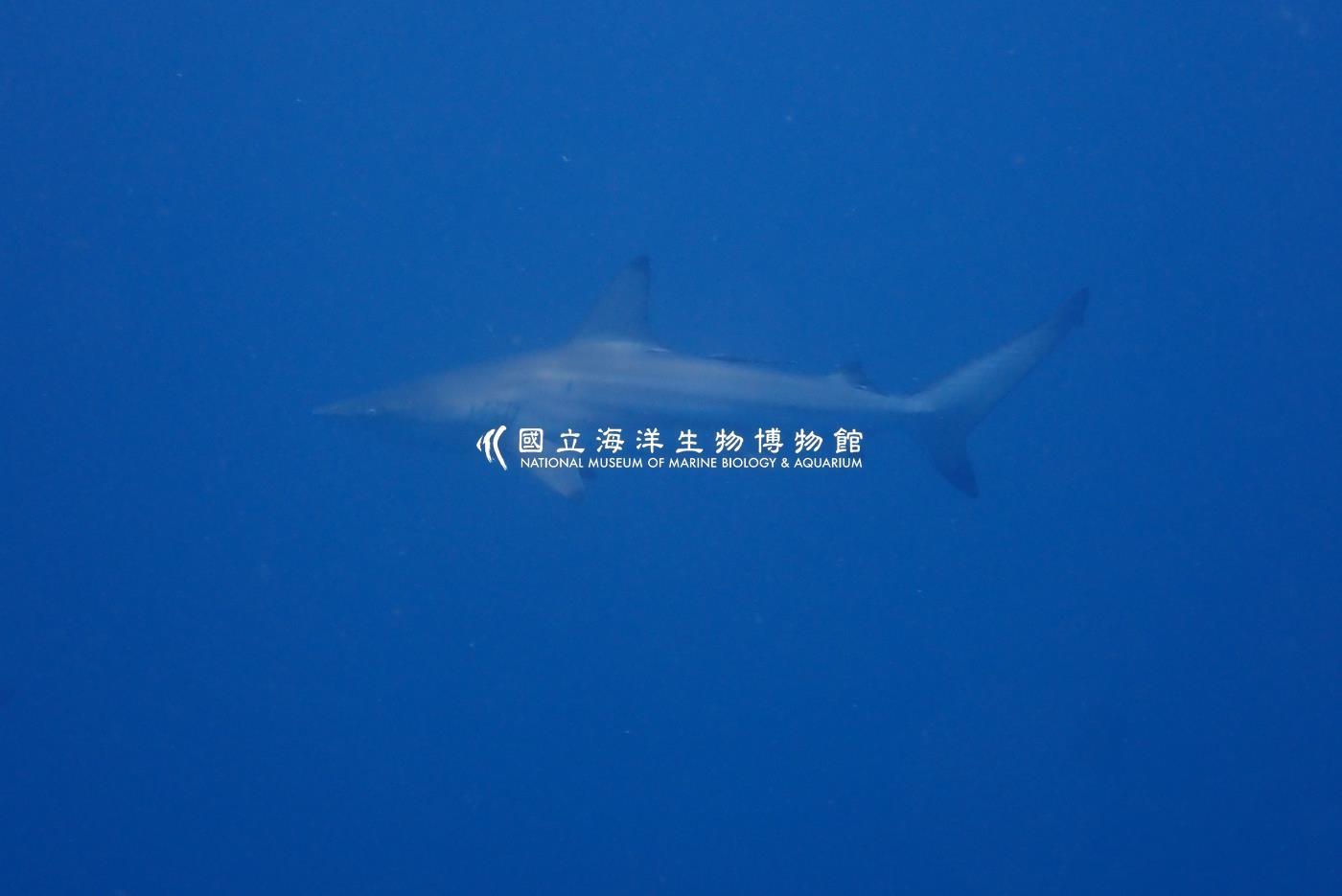 直齒真鯊