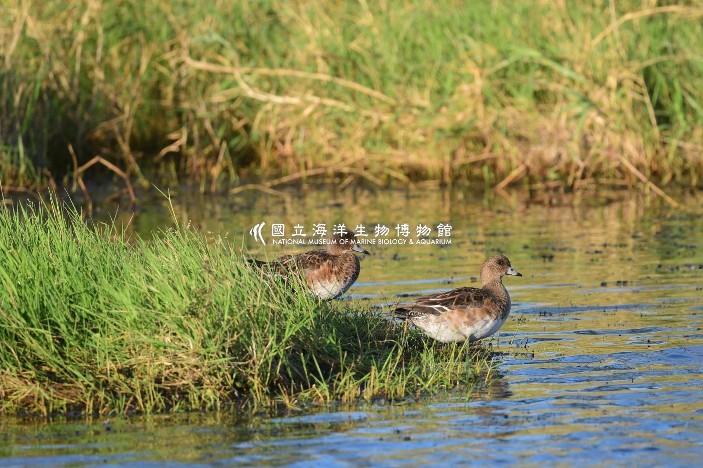 赤頸鴨
