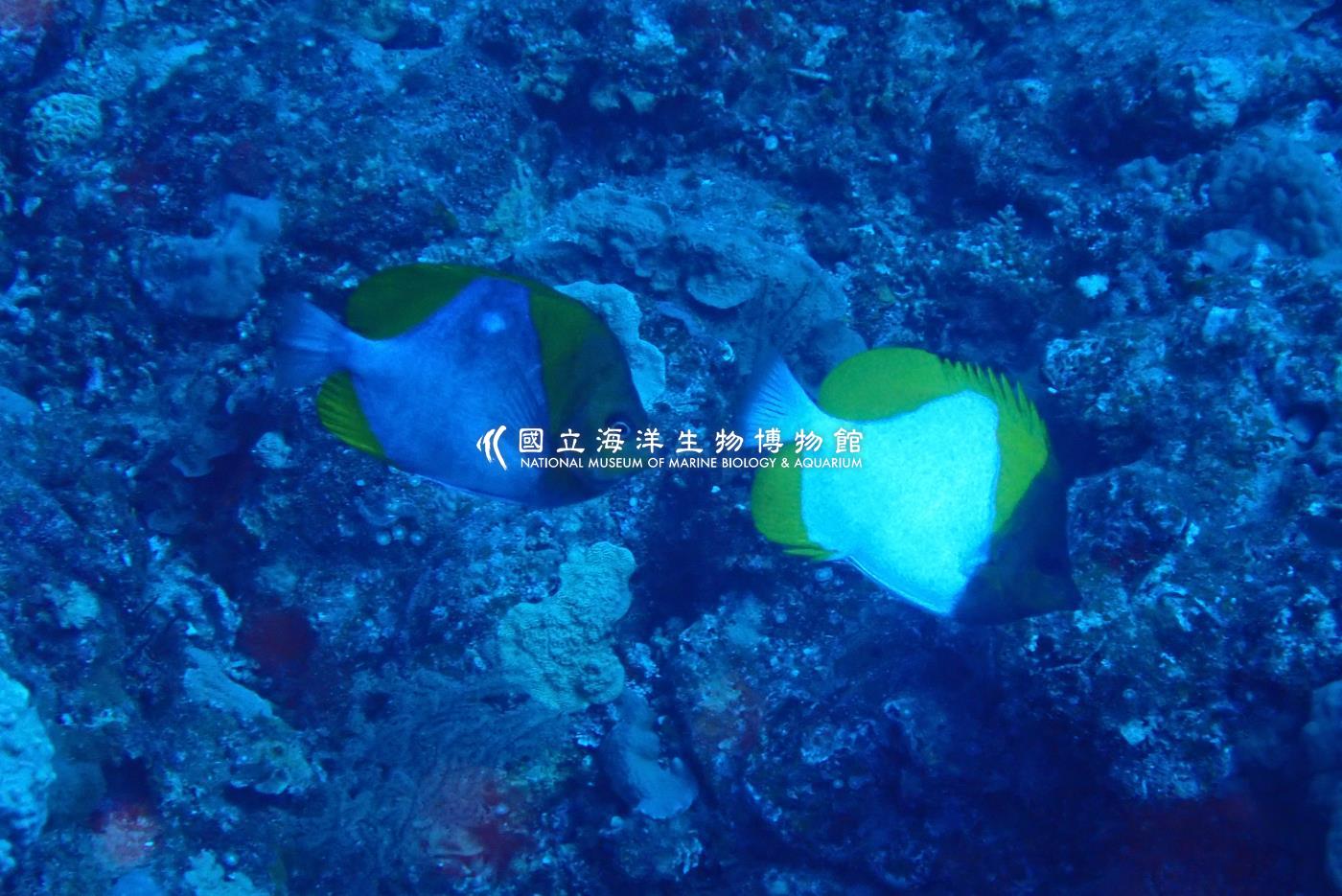 多鱗霞蝶魚