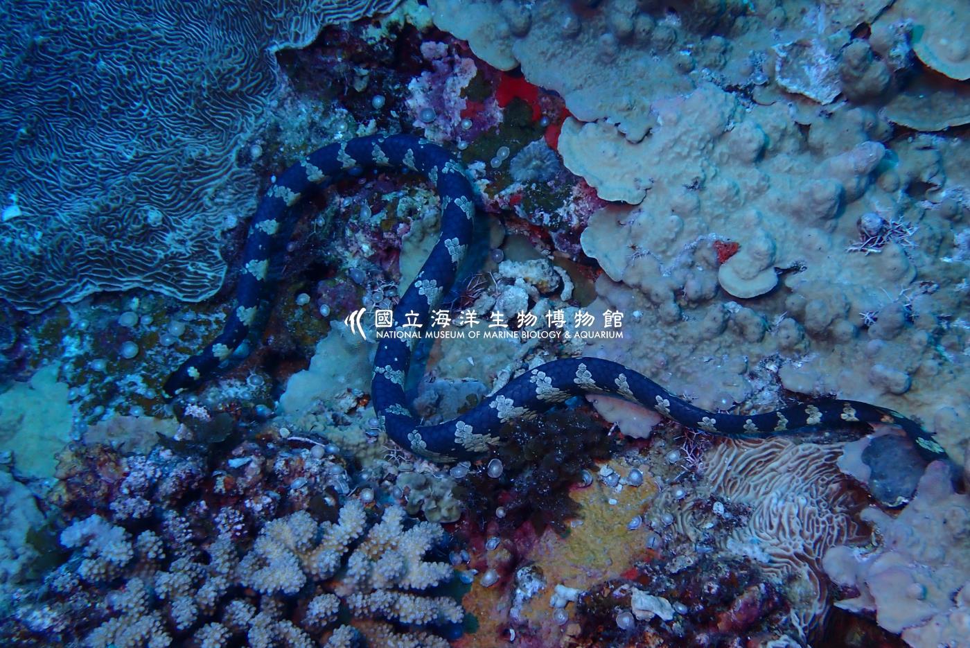飯島氏海蛇