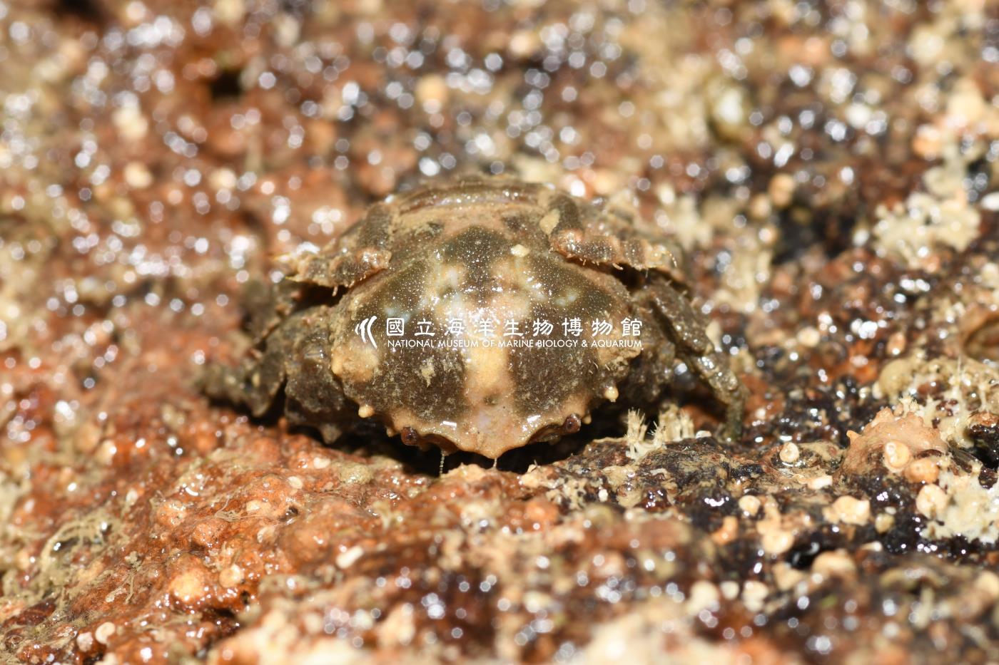 綿蟹