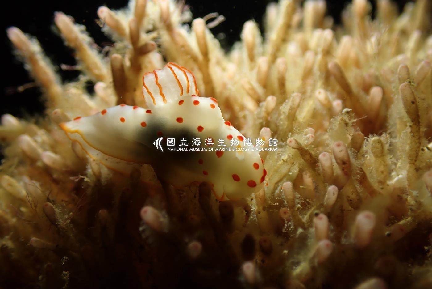錫蘭裸海蛞蝓