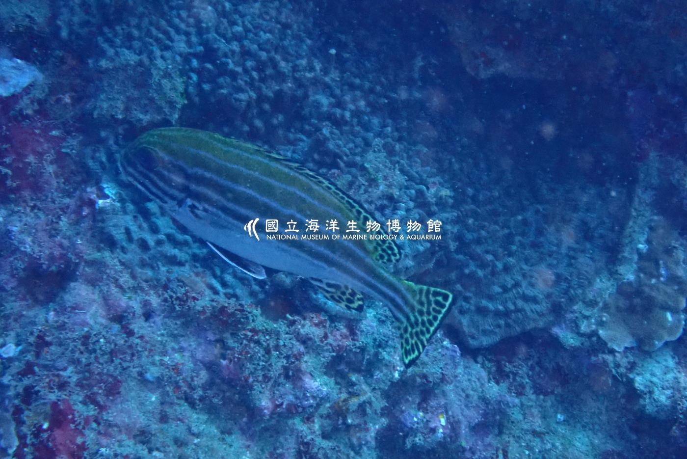 雷氏胡椒鯛