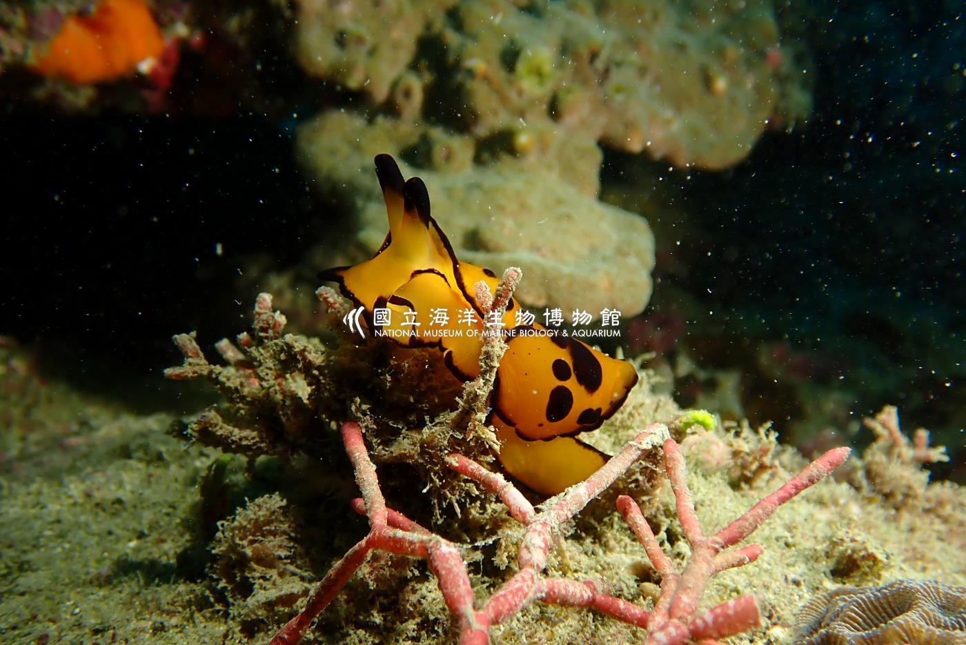 馬丁側腮海蛞蝓