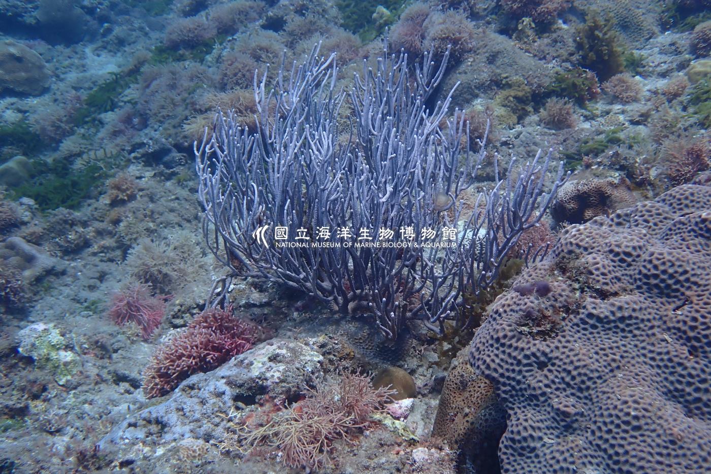 柳珊瑚屬