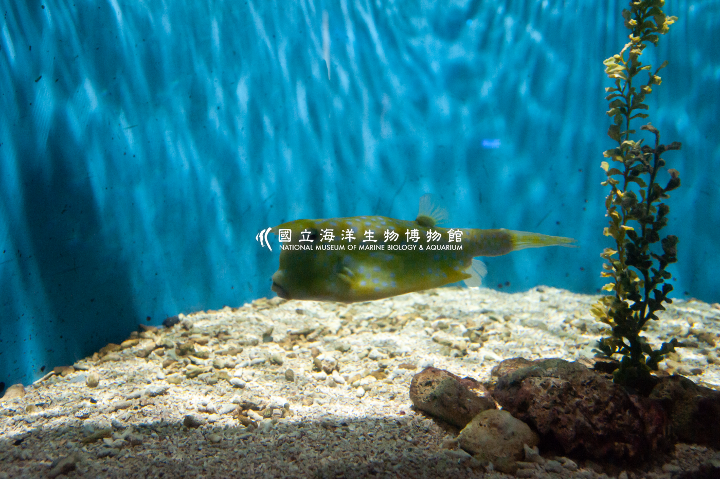 照片