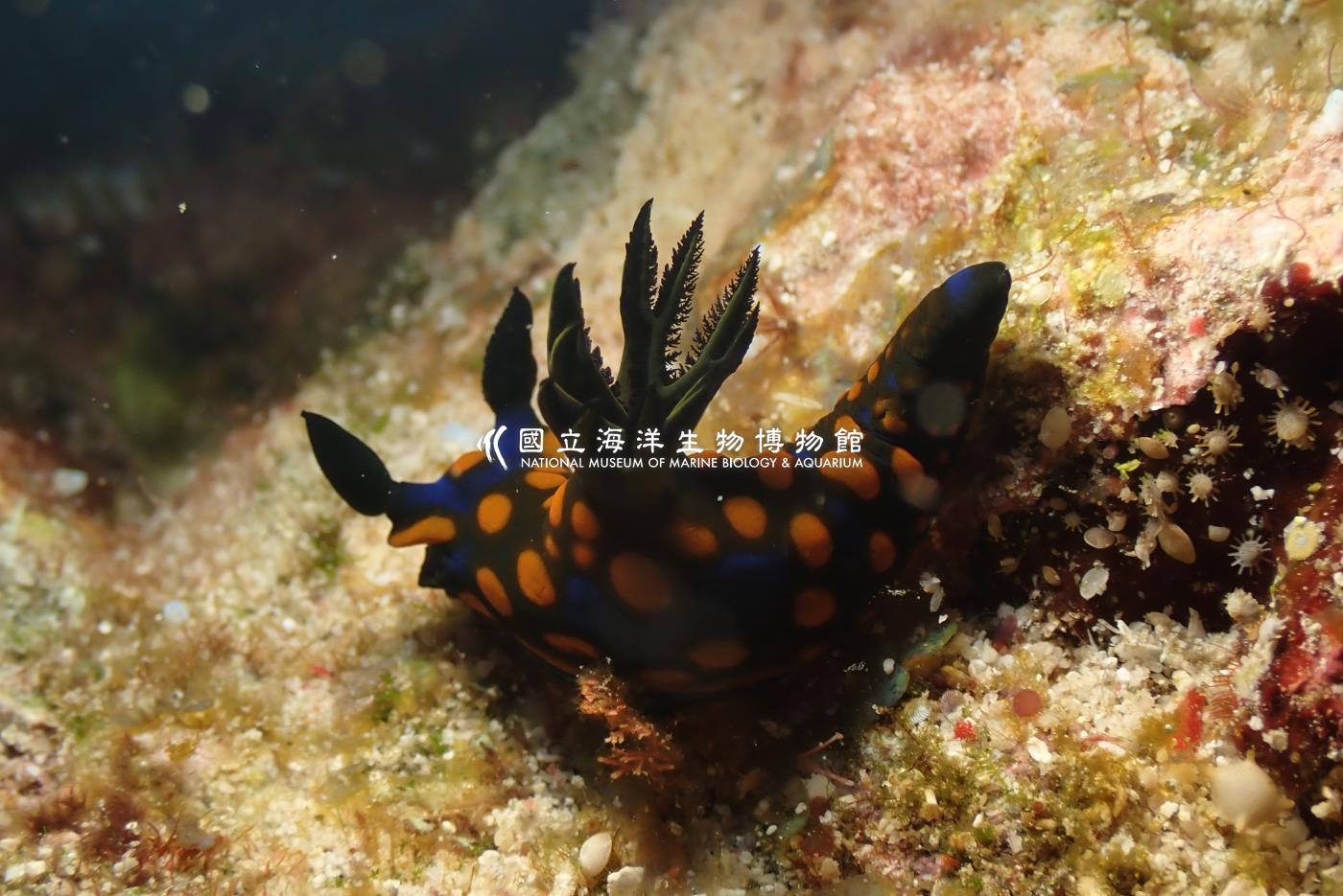 相模多角海蛞蝓