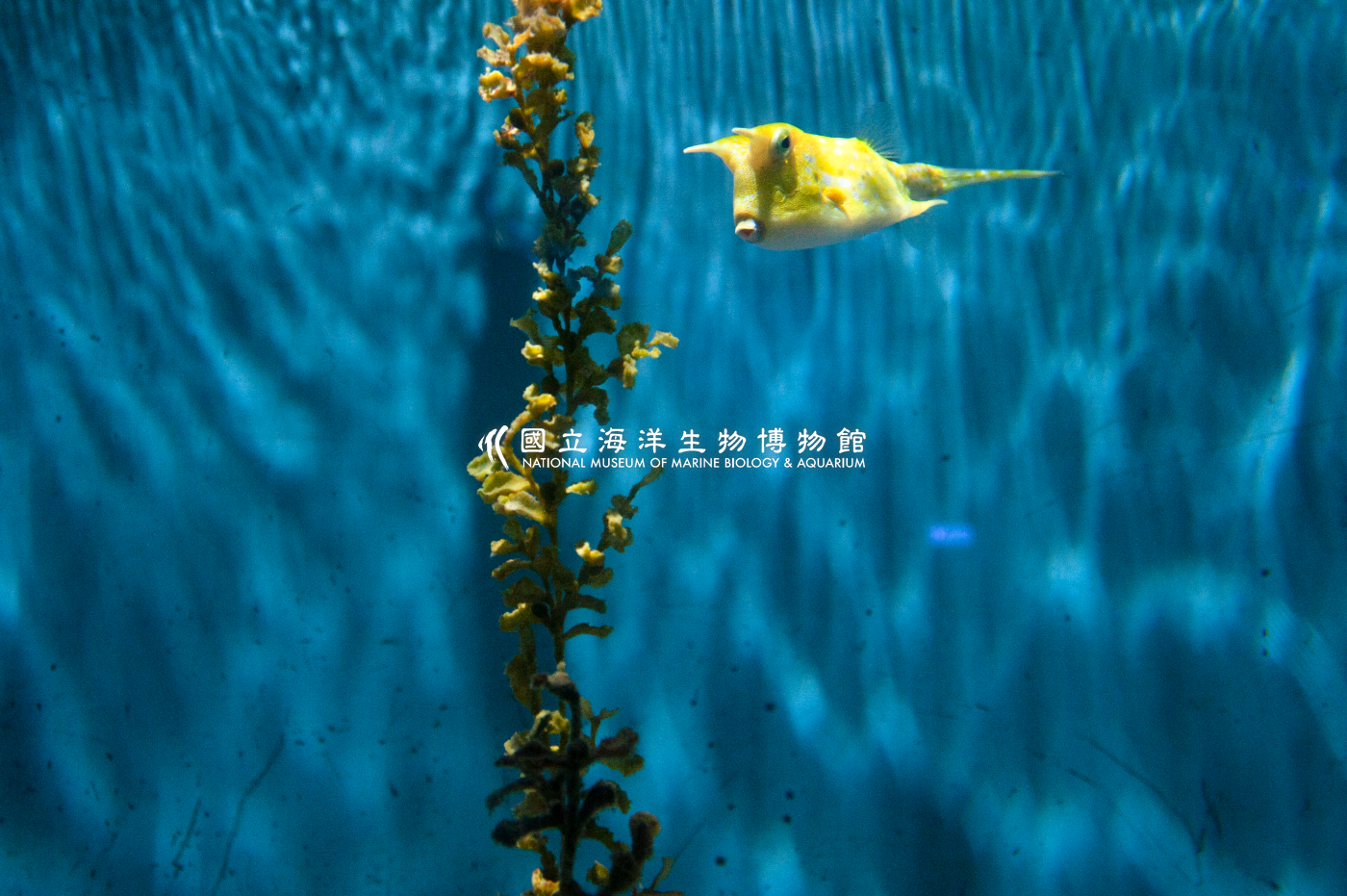 照片