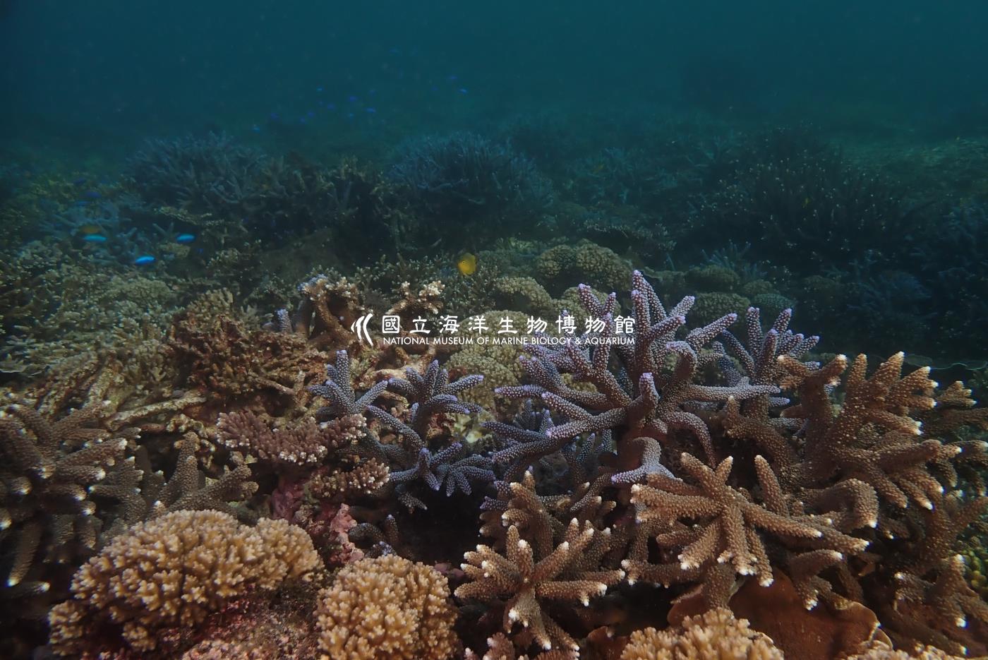中間軸孔珊瑚