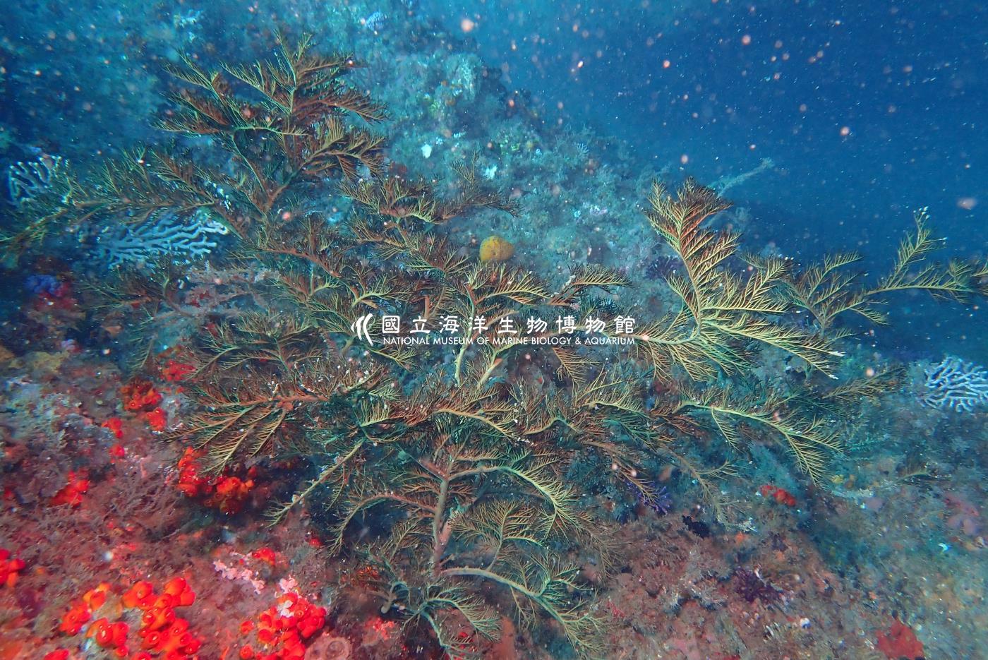 黑角珊瑚科 Antipathidae