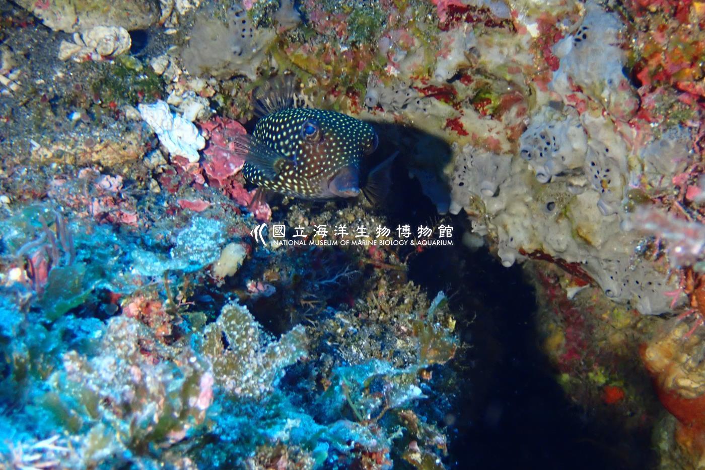 米點箱魨