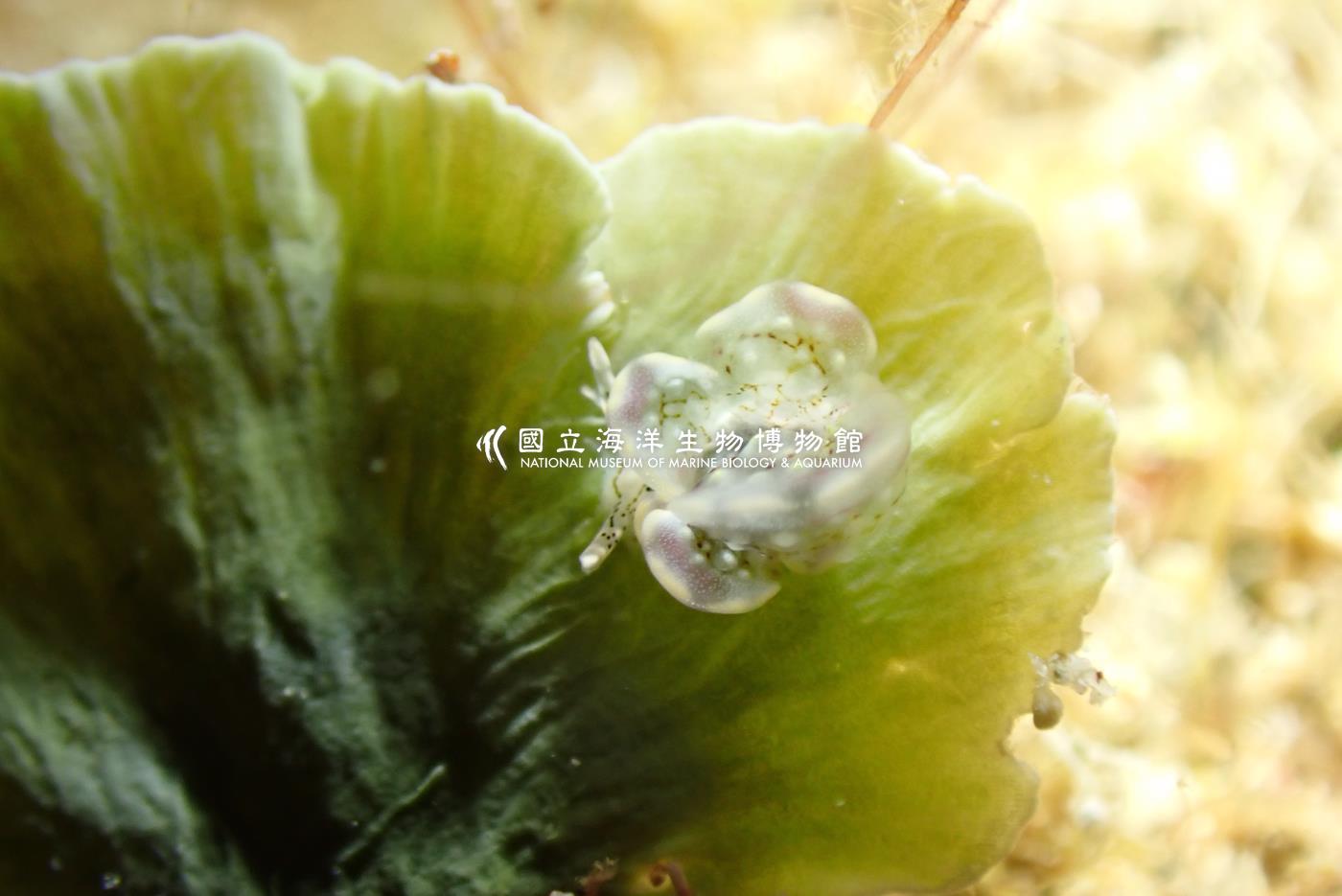 紫邊美葉海蛞蝓