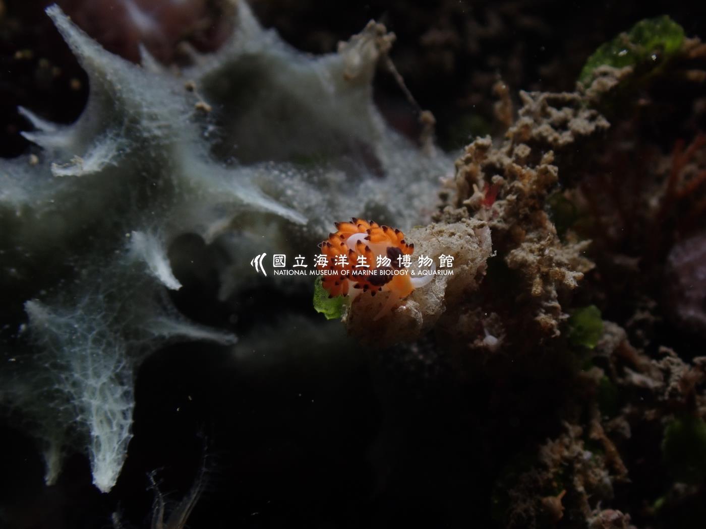 敦賀灰翼海蛞蝓