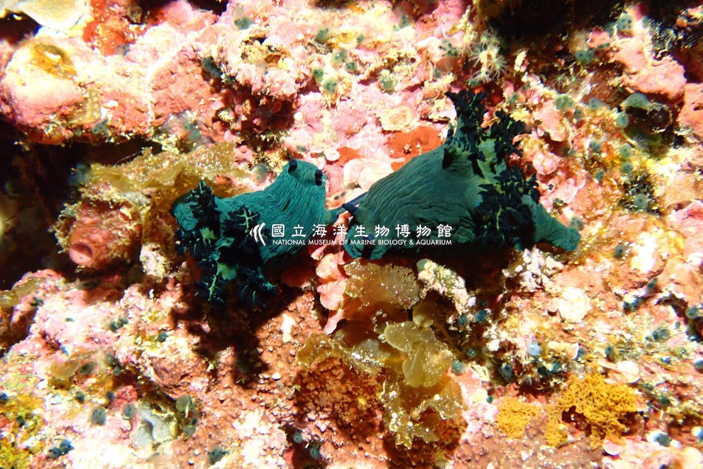 米勒多角海蛞蝓