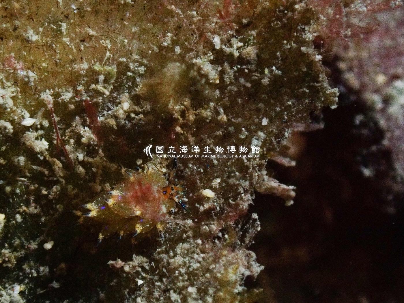 柱狀海蛞蝓屬