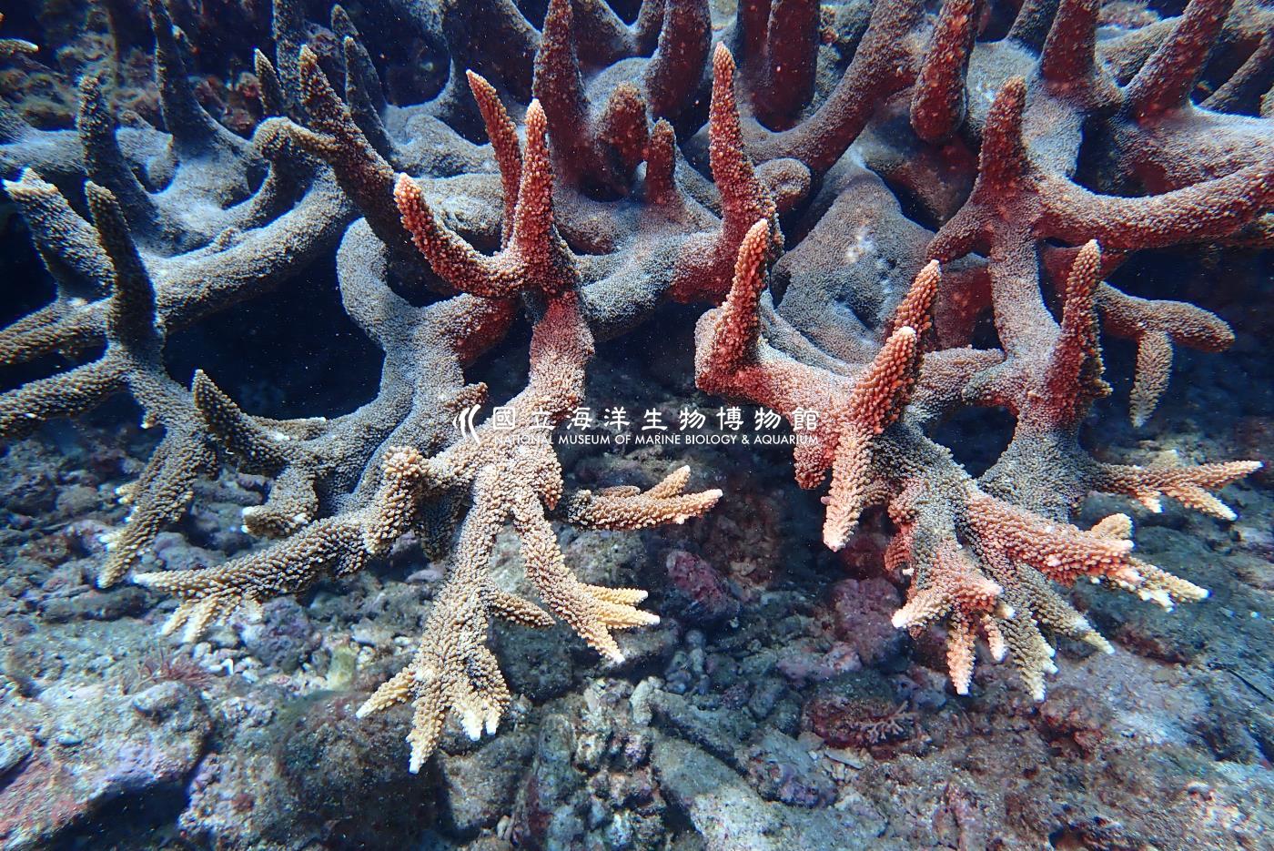 軸孔珊瑚屬