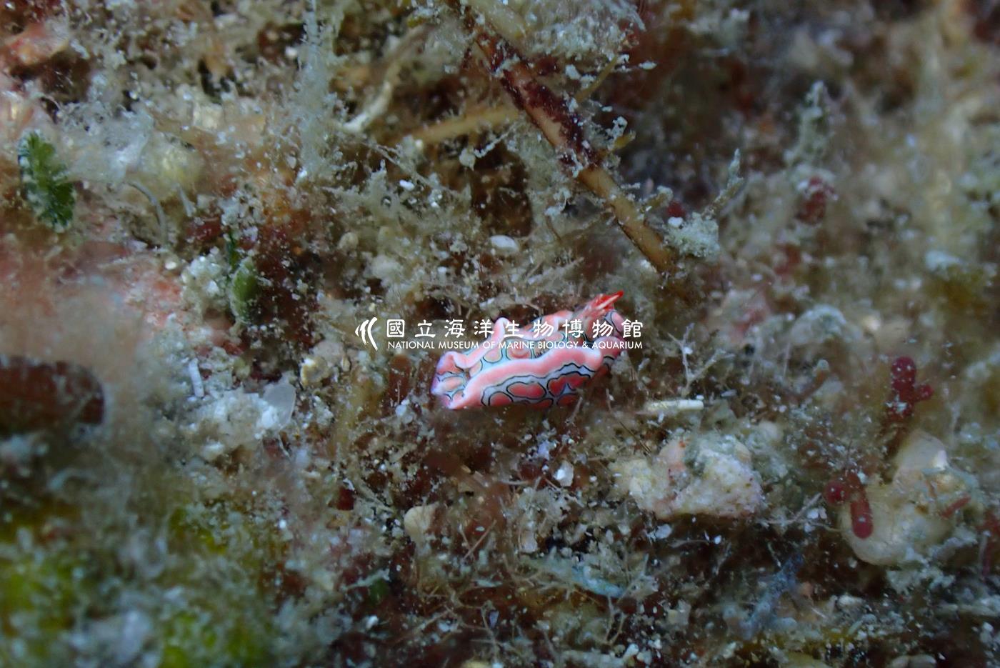 幻覺腹翼海蛞蝓