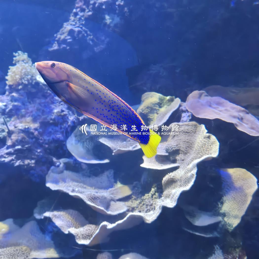 蓋馬氏盔魚