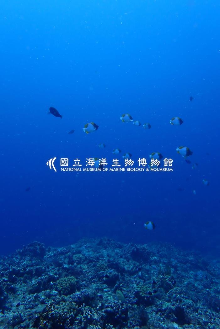 多鱗霞蝶魚