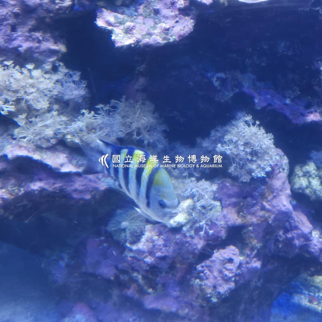 條紋豆娘魚