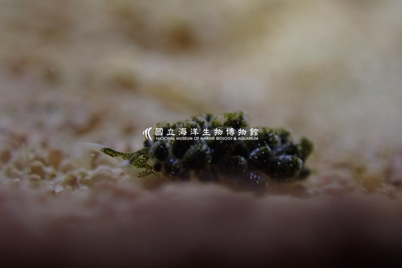 翠綠柱狀海蛞蝓