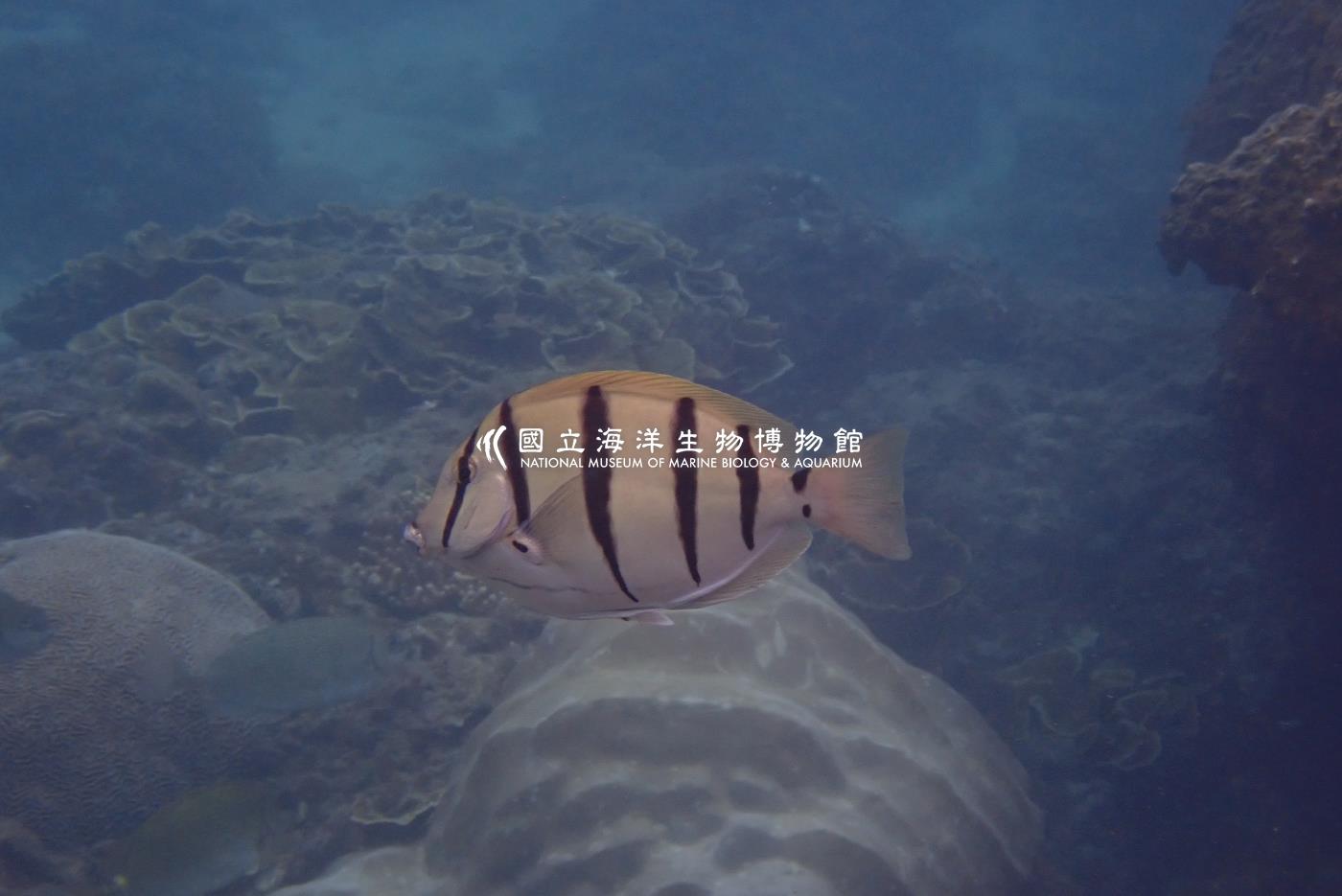 綠刺尾鯛