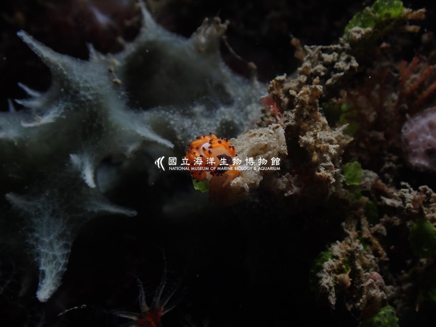 敦賀灰翼海蛞蝓