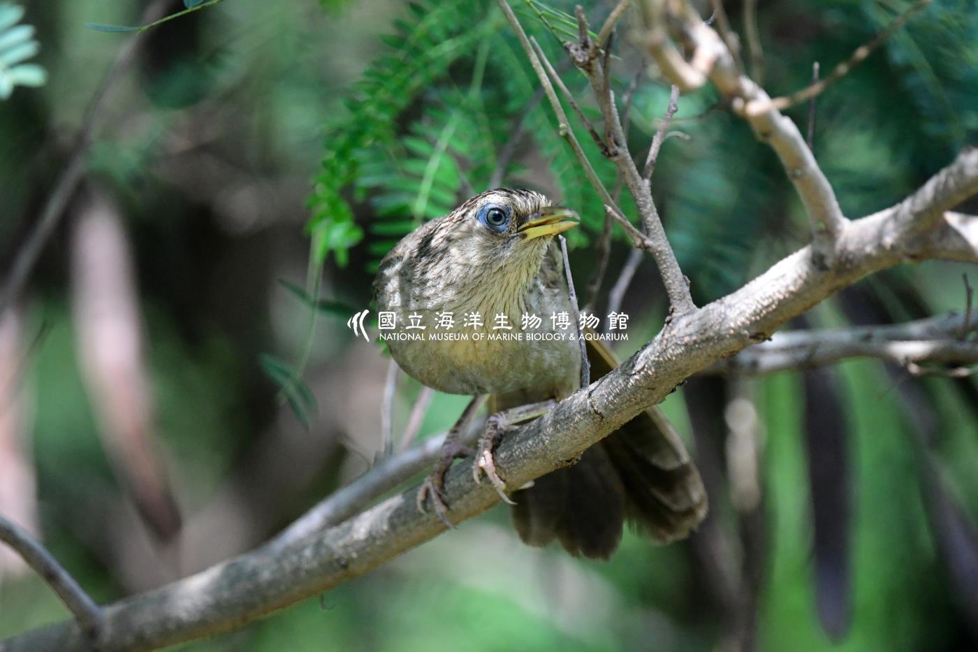 台灣畫眉鳥