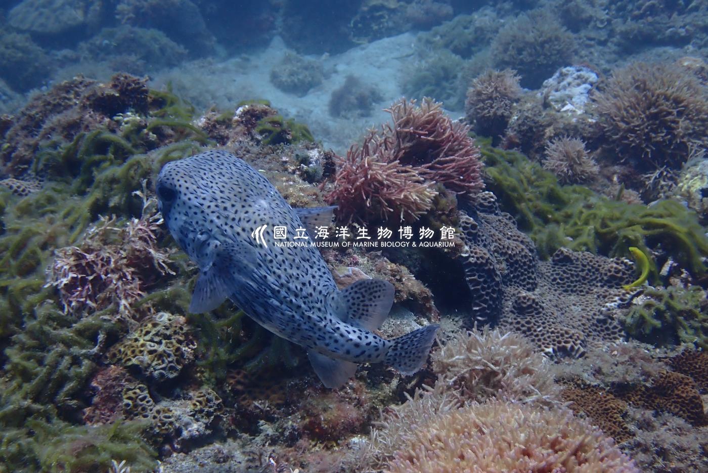 照片