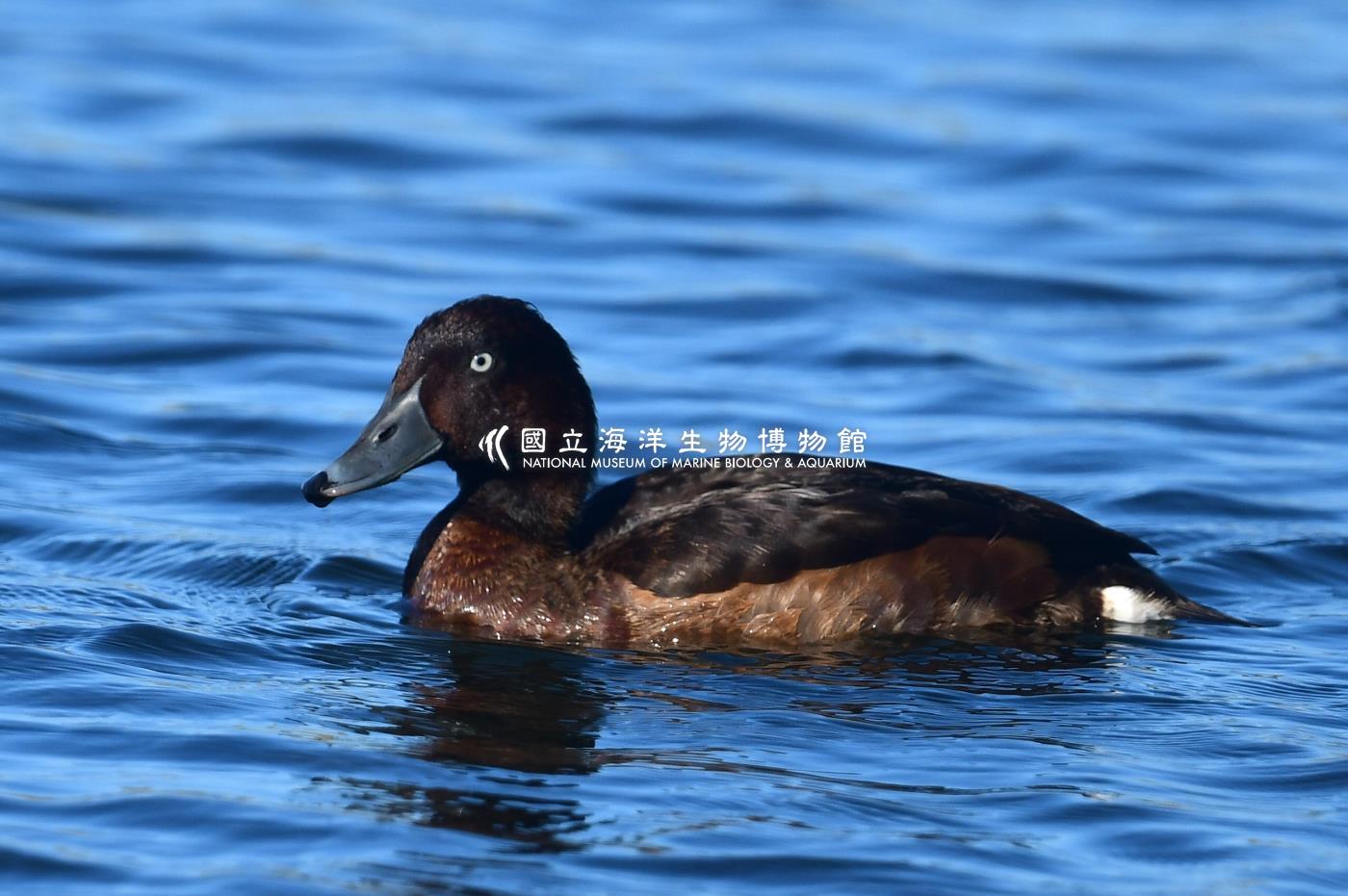 照片