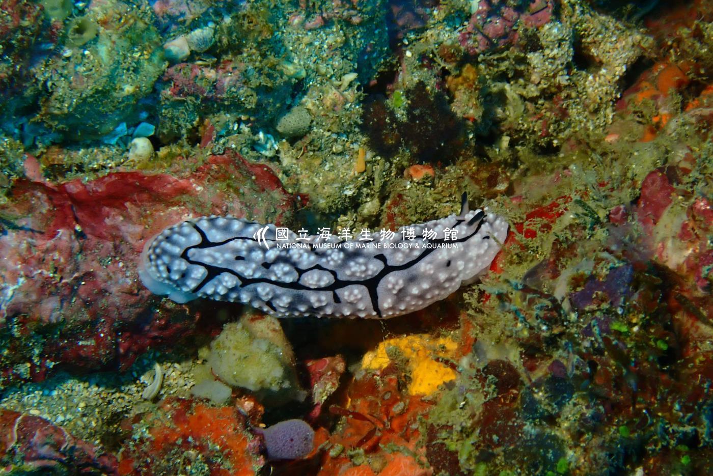 裂紋擬葉海蛞蝓