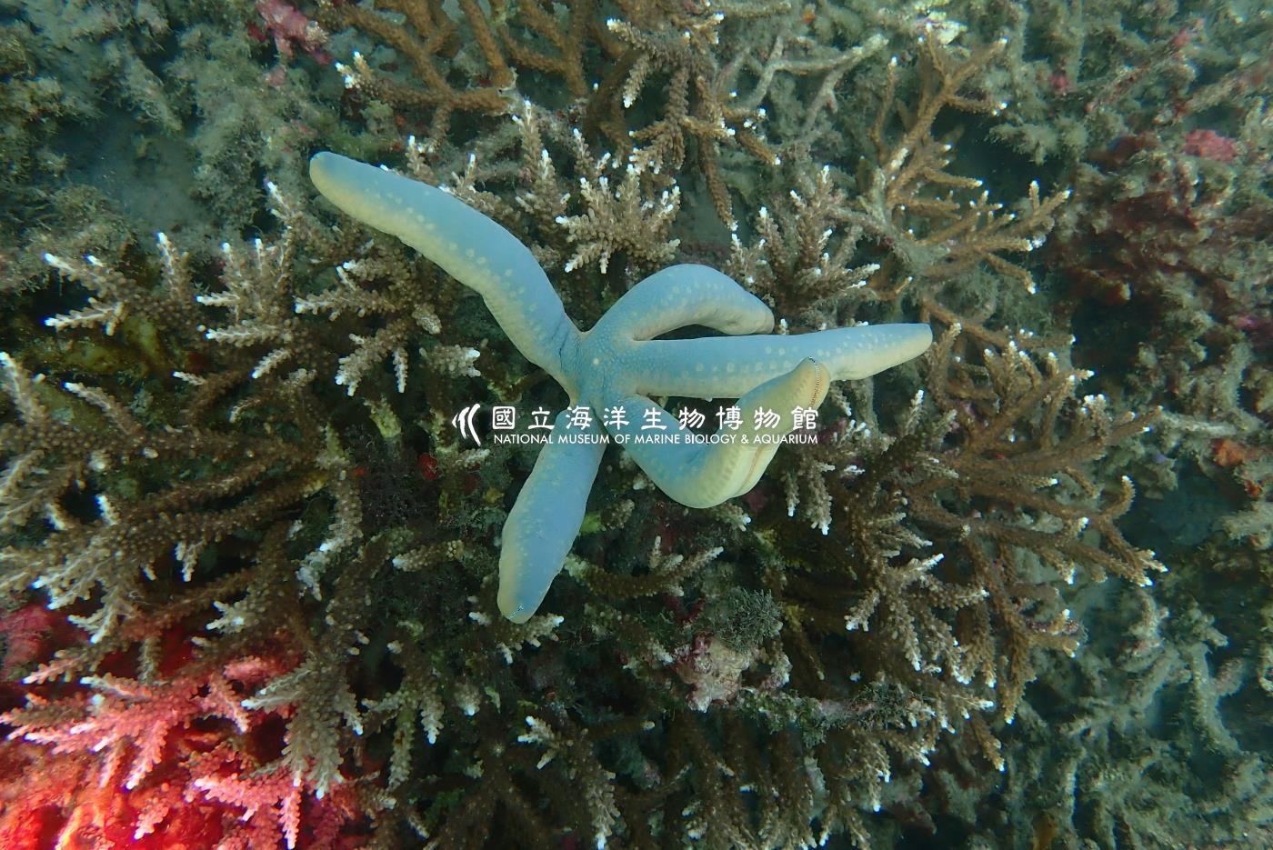 藍指海星