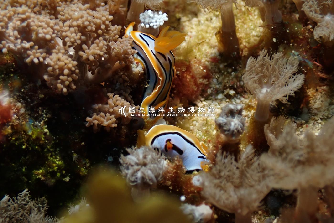 條紋多彩海蛞蝓