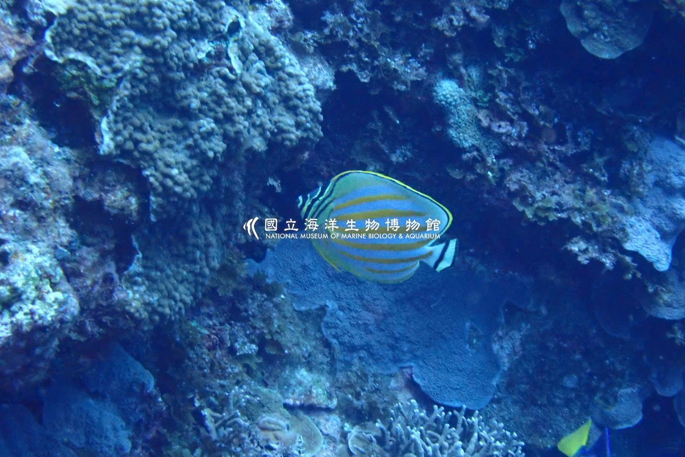 華麗蝴蝶魚