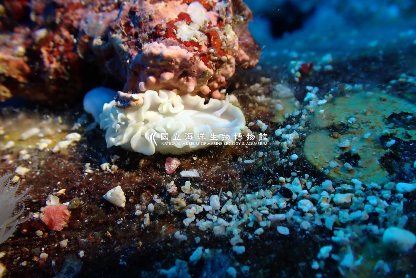 蒼白多彩海蛞蝓