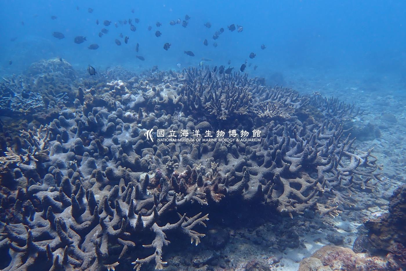 軸孔珊瑚屬