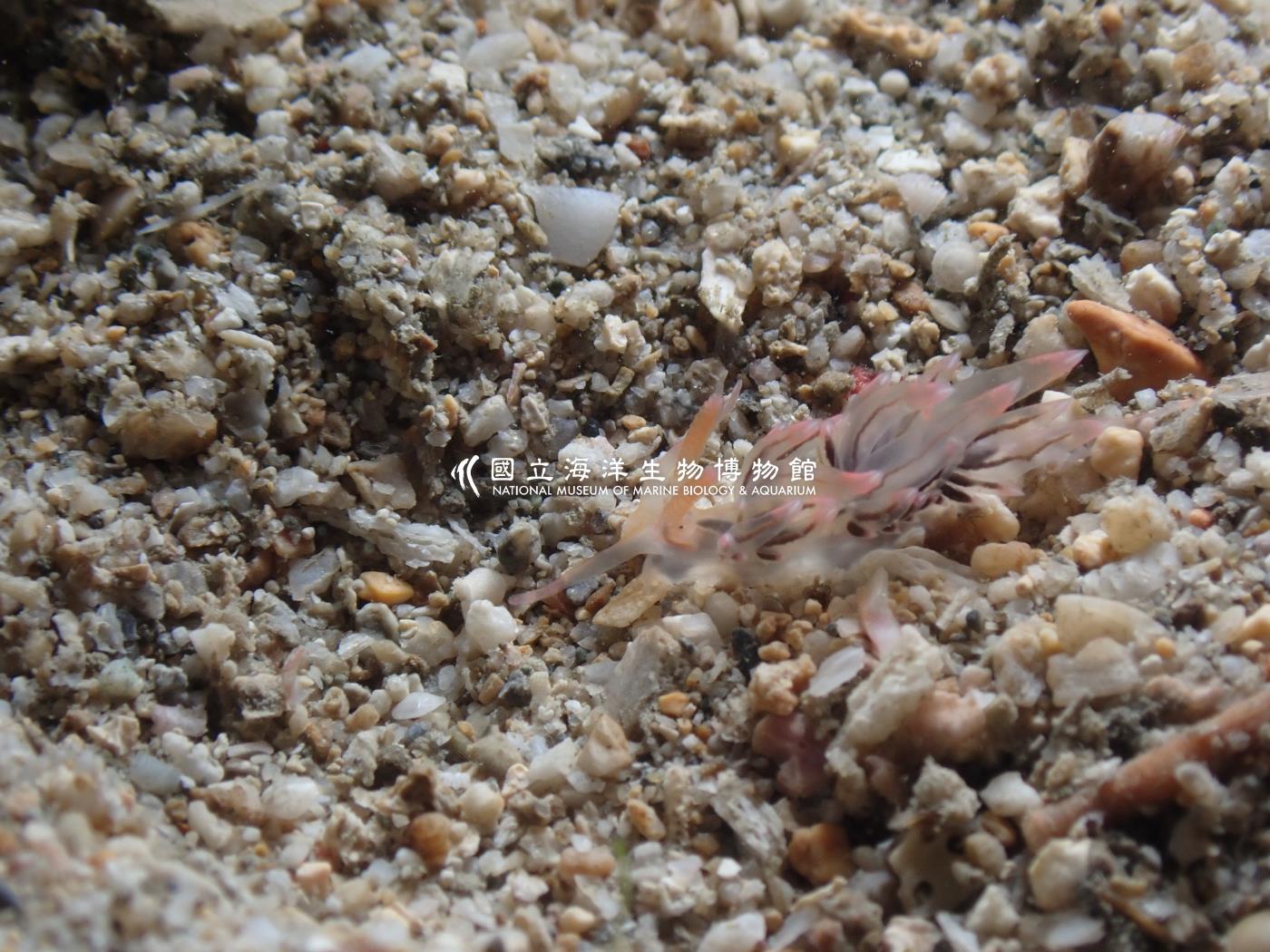 粉紅灰翼海蛞蝓