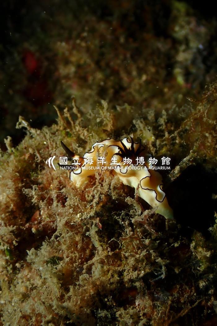 黑邊多彩海蛞蝓