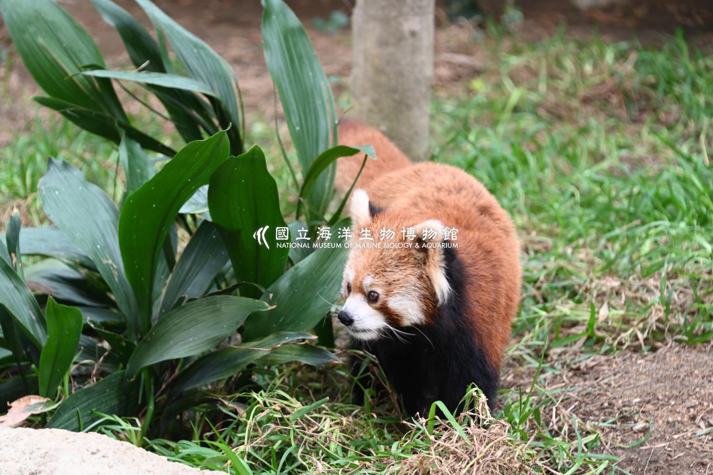 喜馬拉雅小熊貓