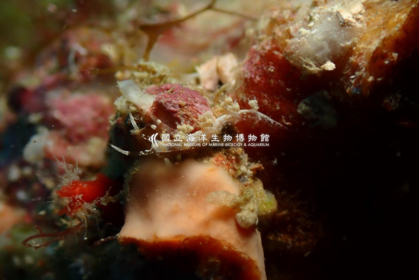 辛巴角簑蛞蝓