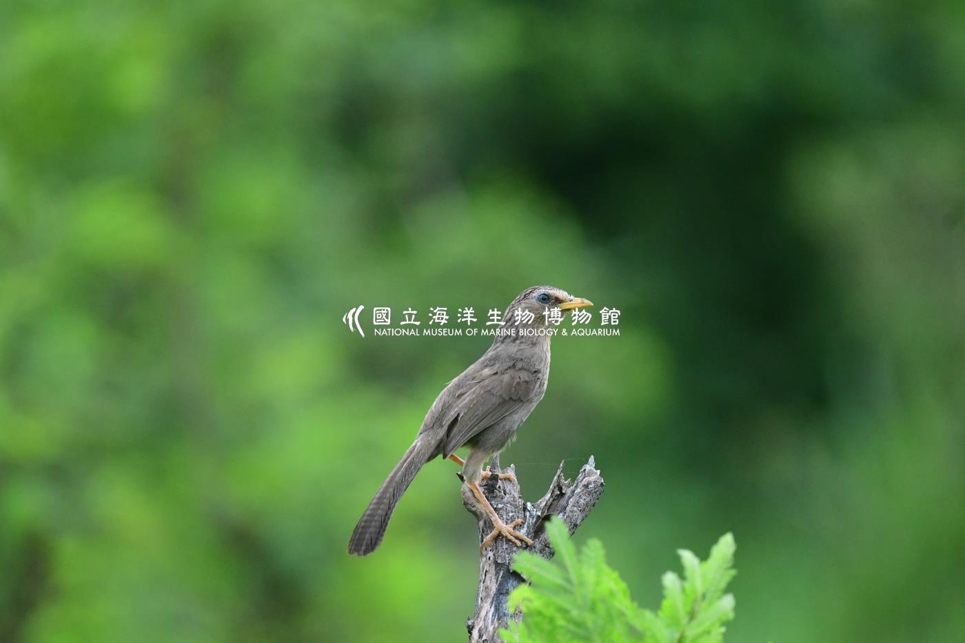 台灣畫眉鳥