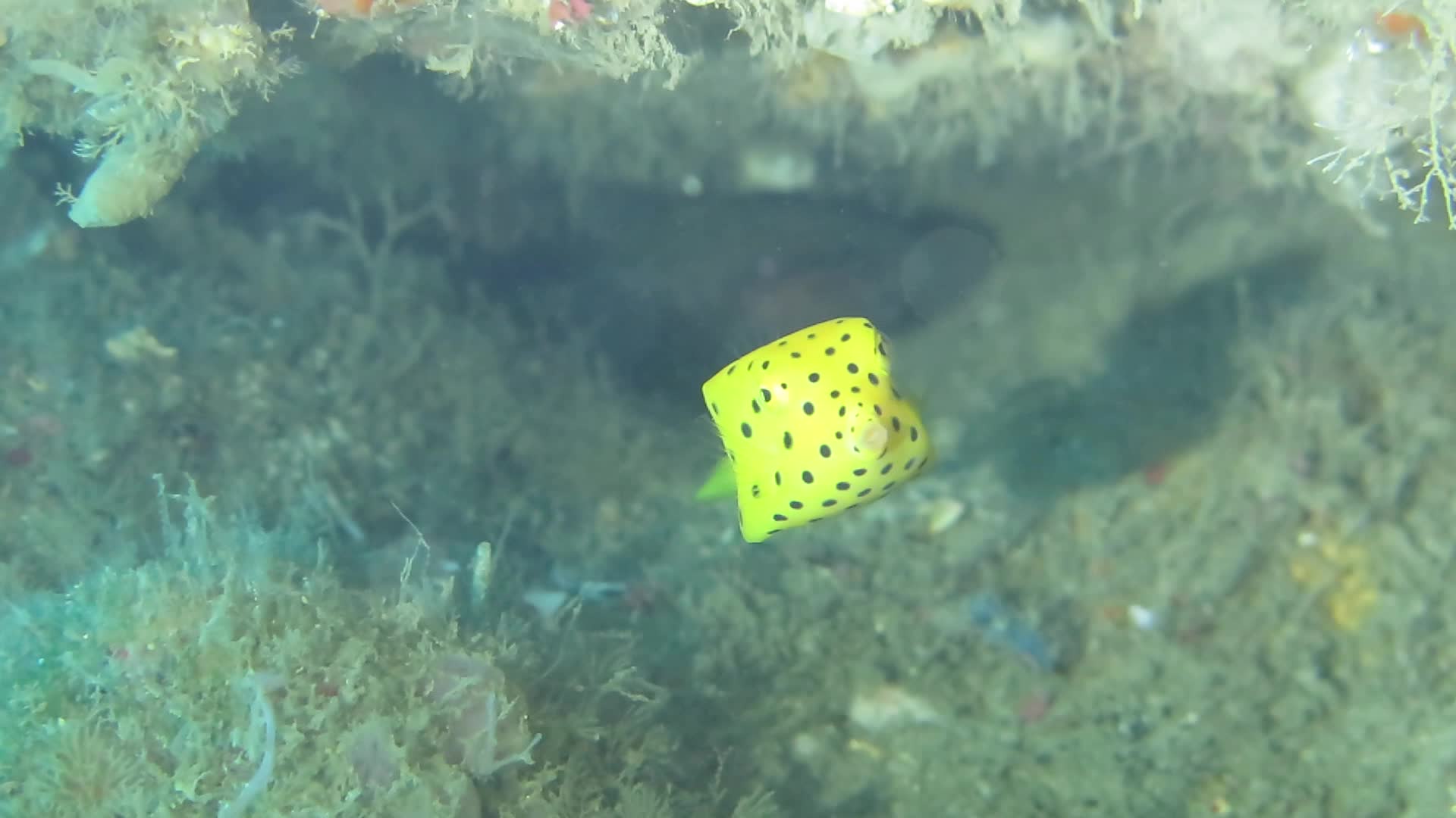 粒突箱魨(小魚)