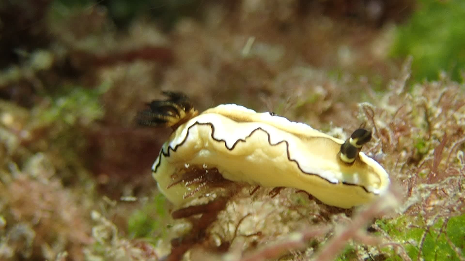 黑邊多彩海蛞蝓
