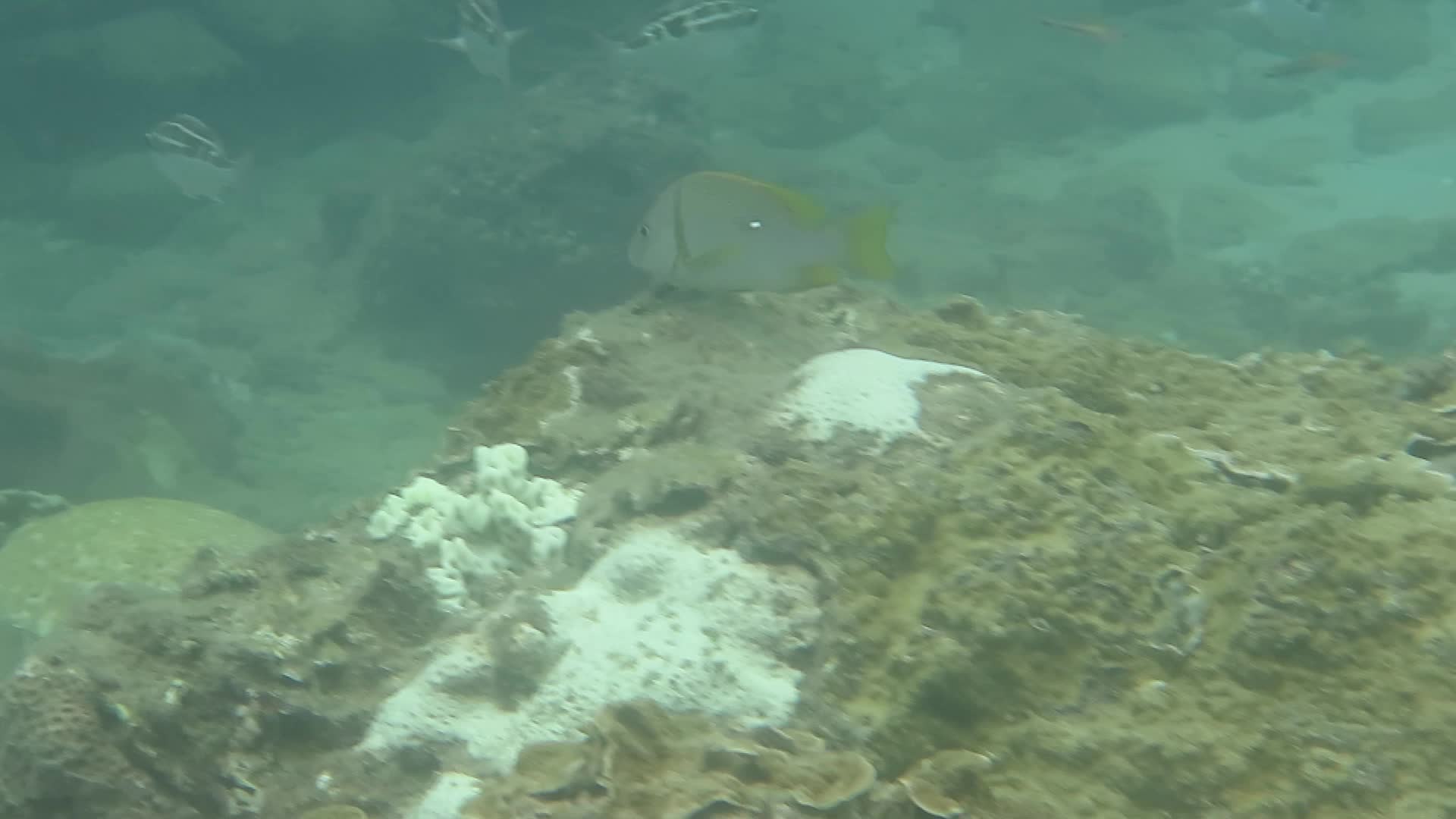 海雞母笛鯛