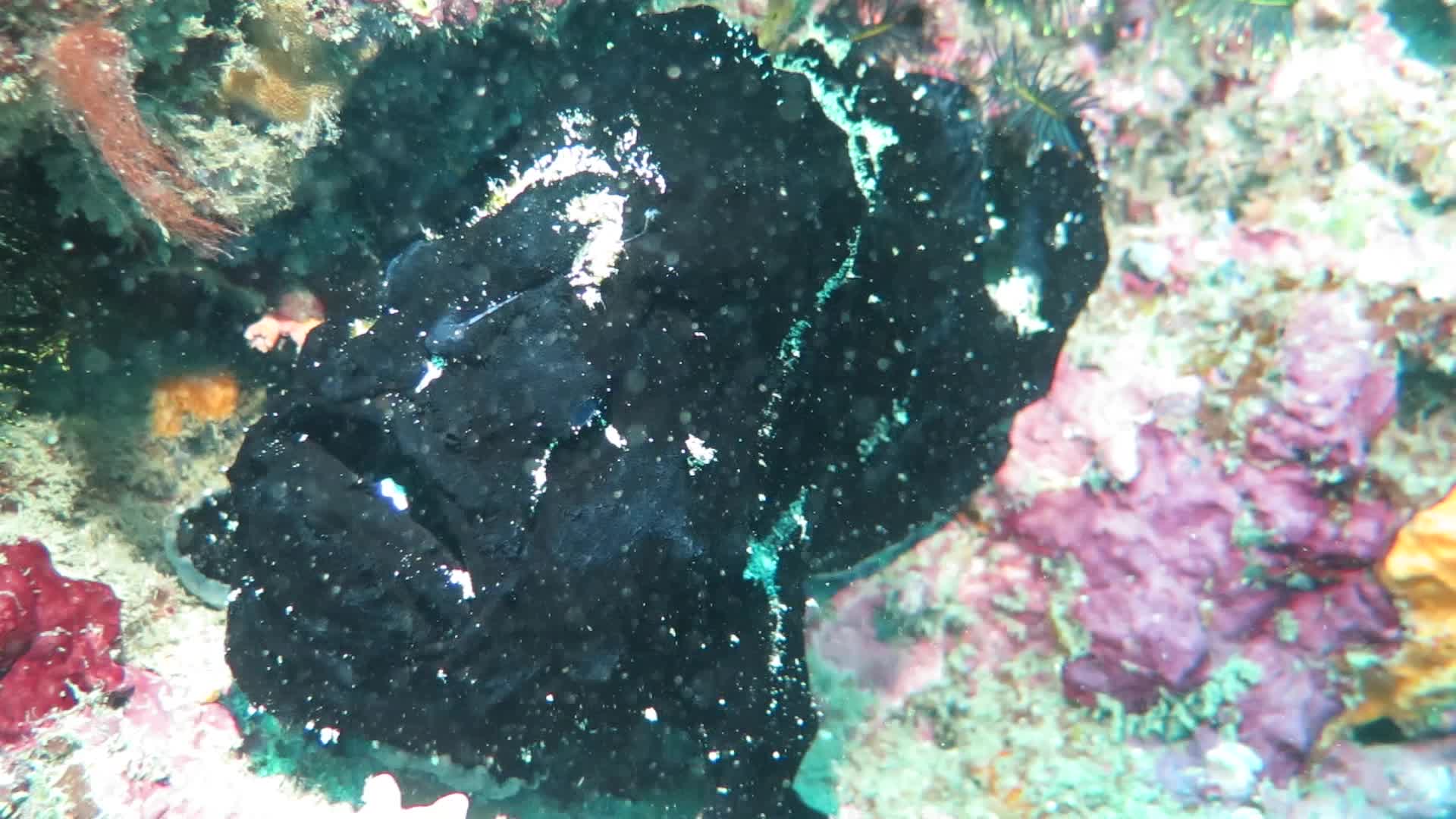 躄魚科