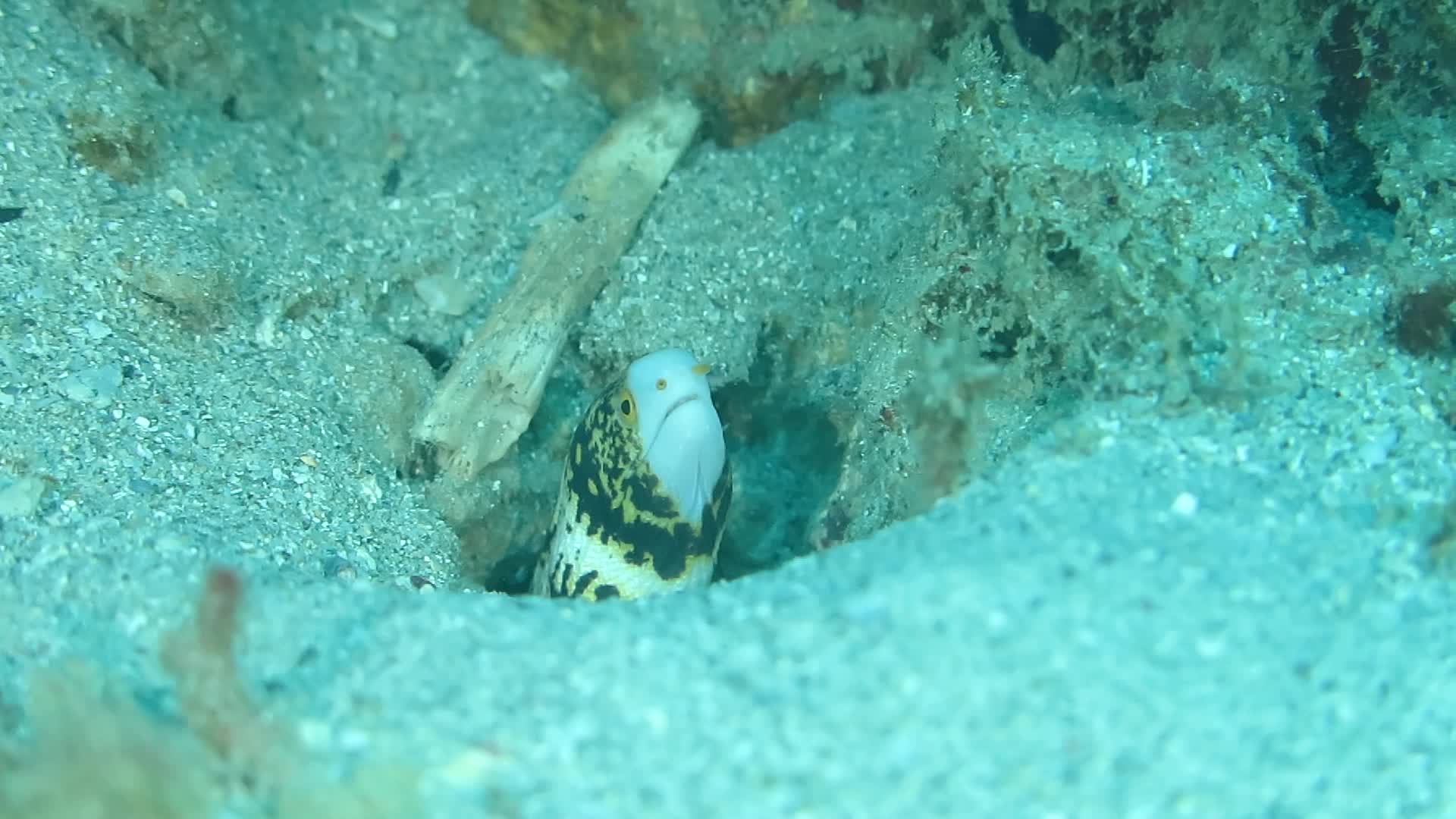 星帶蝮鯙