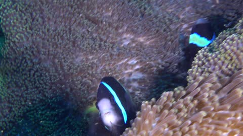 180606_C0034_克氏雙鋸魚