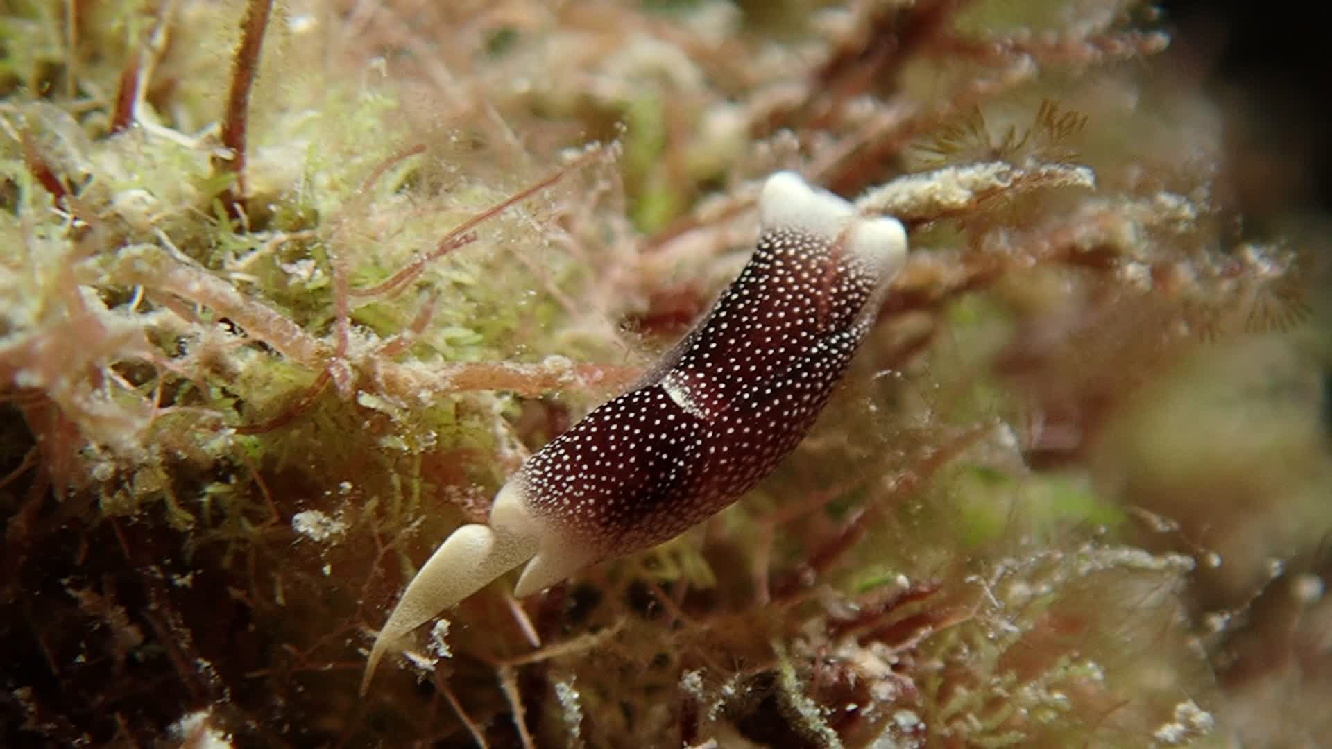 迷人美麗海蛞蝓