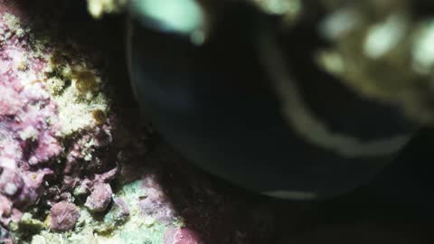 多環腹鯙